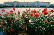 Розы на площади Ленина